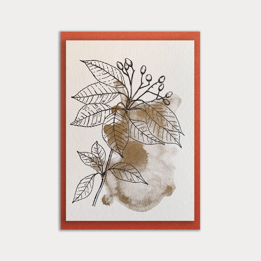 Karte mit Umschlag / Weihnachtsstern / Premium Naturpapier / Pflanzenfarbe - Togethery