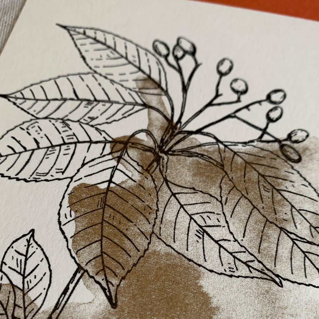 Karte mit Umschlag / Weihnachtsstern / Premium Naturpapier / Pflanzenfarbe - Togethery