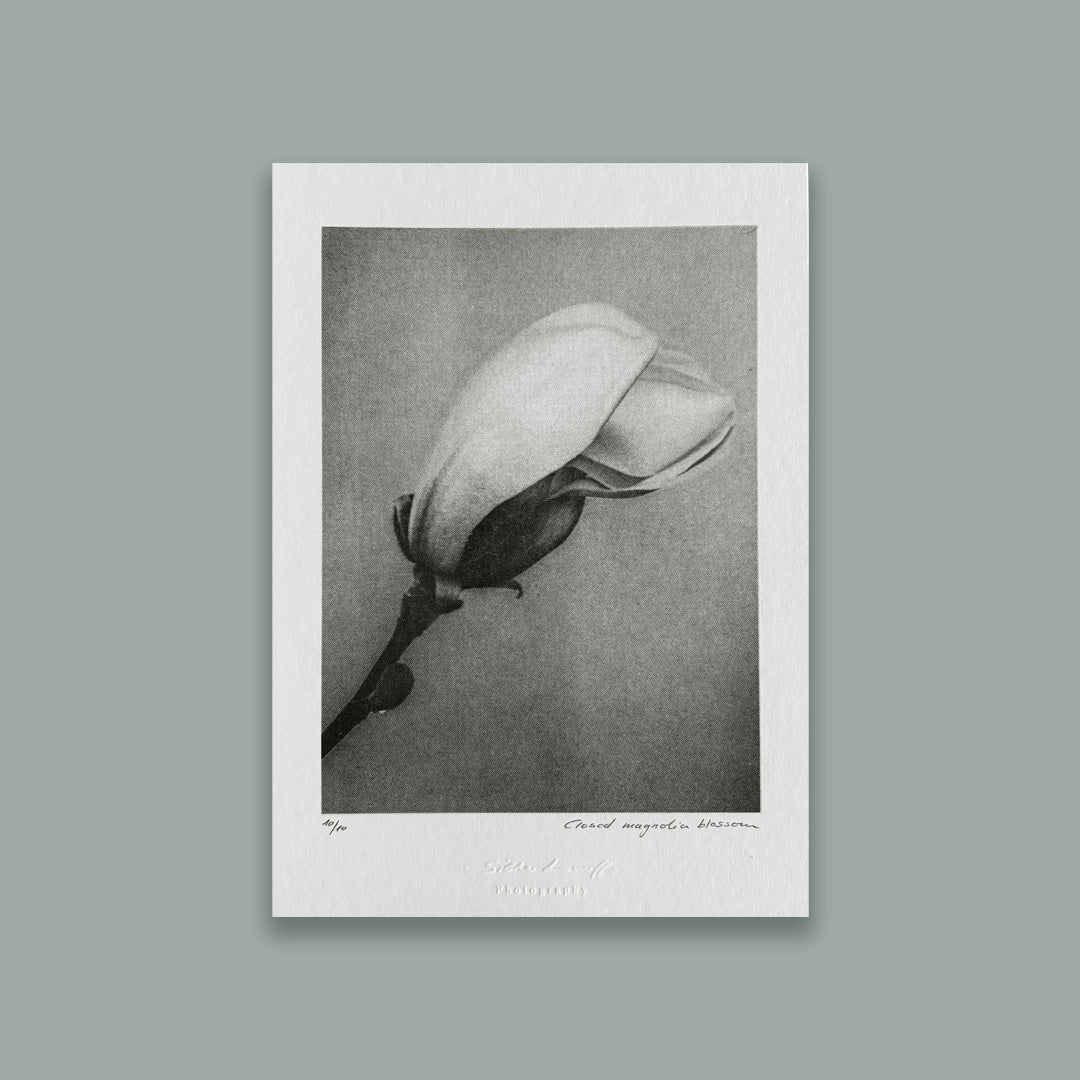 Geschlossene Magnolie Risographie Print Duplex mit schwarz und Gold