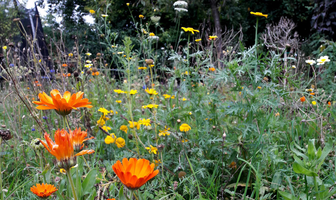 3 Blumenkugeln in Geschenkbox - Togethery