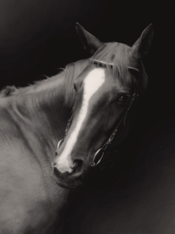 Pferd schwarzweiß Fotografie