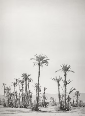 Palmen Marrakesch schwarzweiß Fotografie