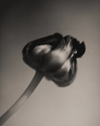 Foto schwarzweiß Fotografie von einer geschlossenen Tulpe