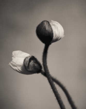 Mohnblume schwarzweiß Fotografie