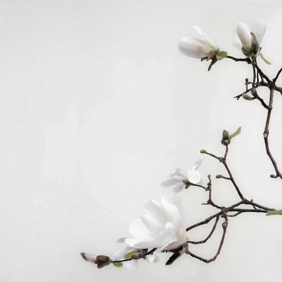 Fotografie von einem Ast mit Magnolien