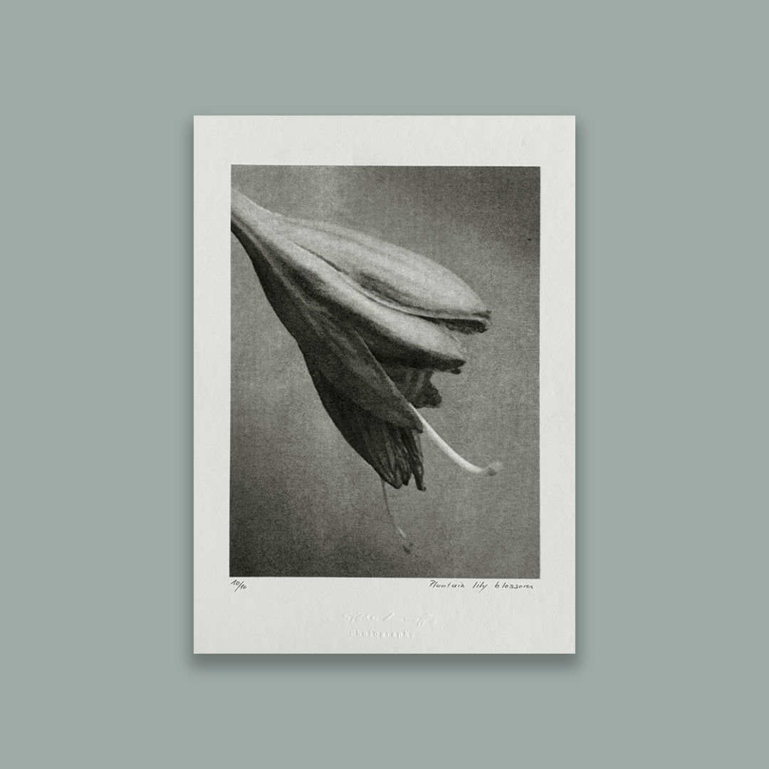 Riso Art Print – Plantain Lily Blossom / A5 / Duplex / Limitierte Edition