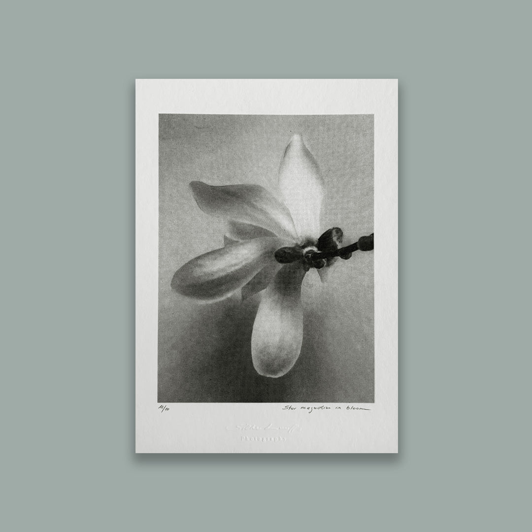 Riso Art Print – Star magnolia in bloom / A5 / Duplex / Limitierte Edition