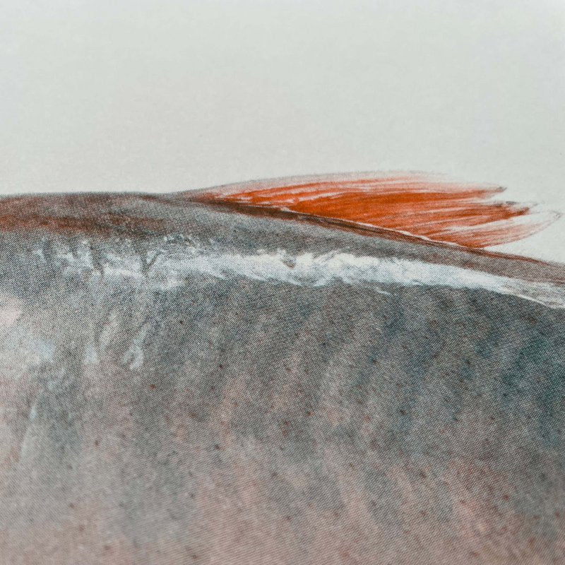Fischflosse Siebdruck