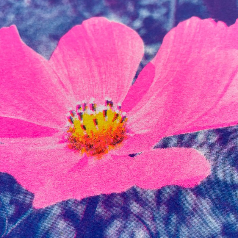 Cosme Blume in Pink Risographie