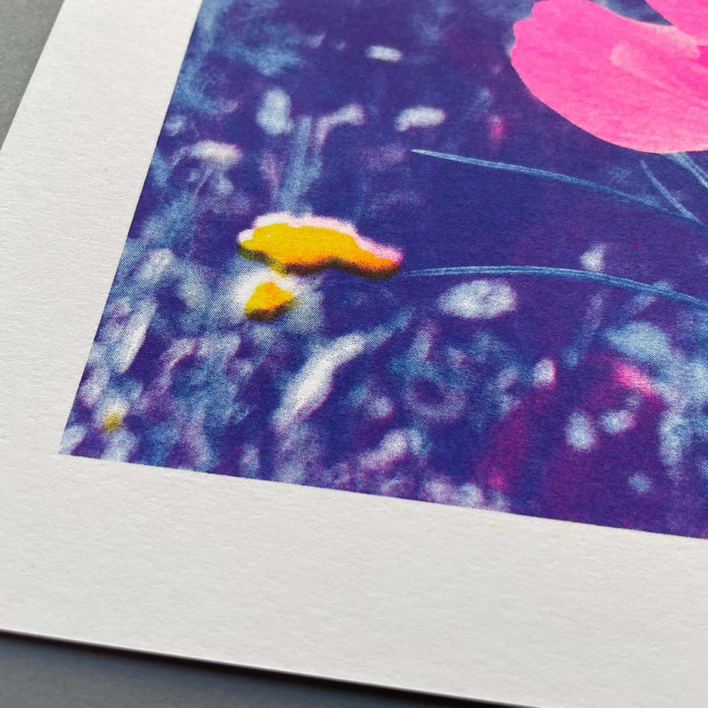 Riso Art Print / A4 /Cosmea / Risographie