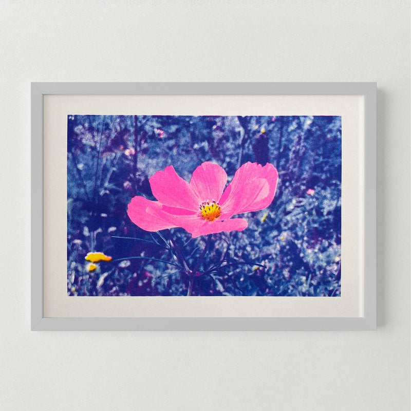 Riso Art Print / A4 /Cosmea / Risographie