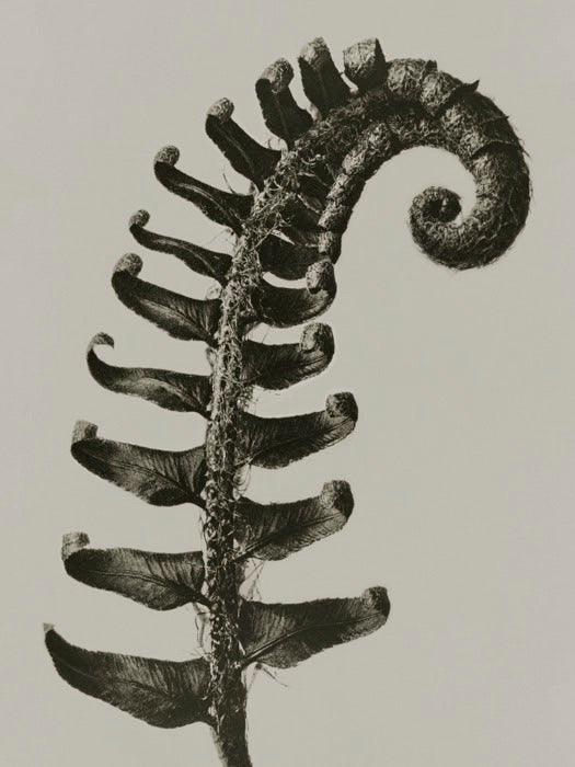 Art Print / 30x40 / Karl Blossfeldt / Polystichum munitum / Farn